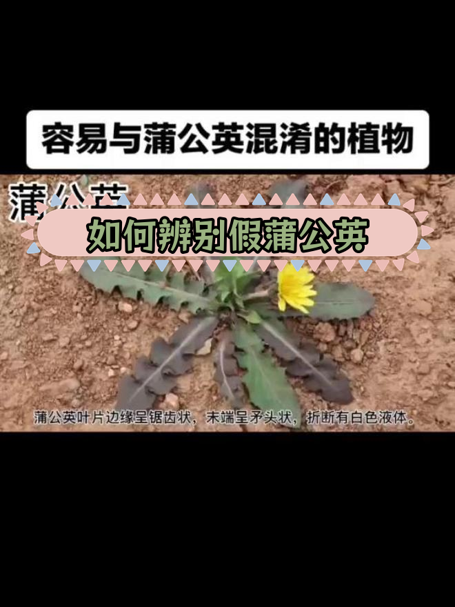 蒲公英与四种易混淆植物的对比