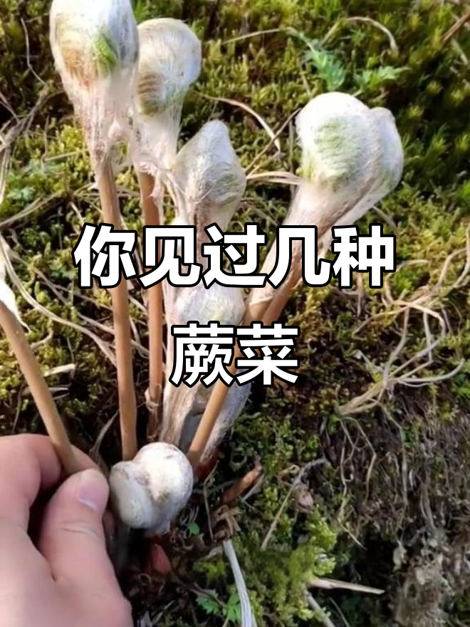 16种蕨菜品种大揭秘，哪些能吃？哪些有毒？