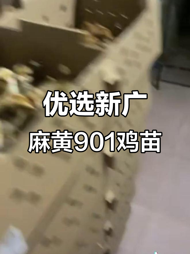 新广麻黄901鸡苗,优质孵化场支持全国发货