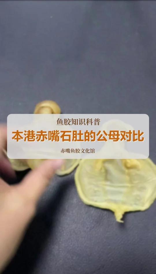 本港赤嘴石肚公母特征区别