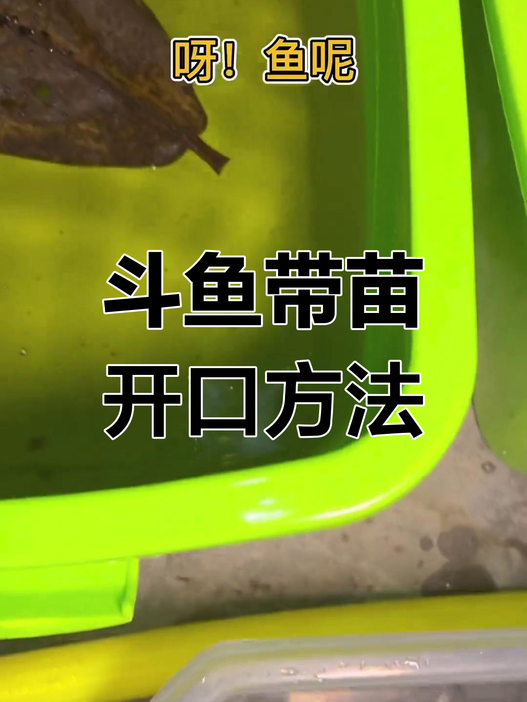 中国斗鱼繁殖技巧:如何带苗开口,草履虫喂养全攻略