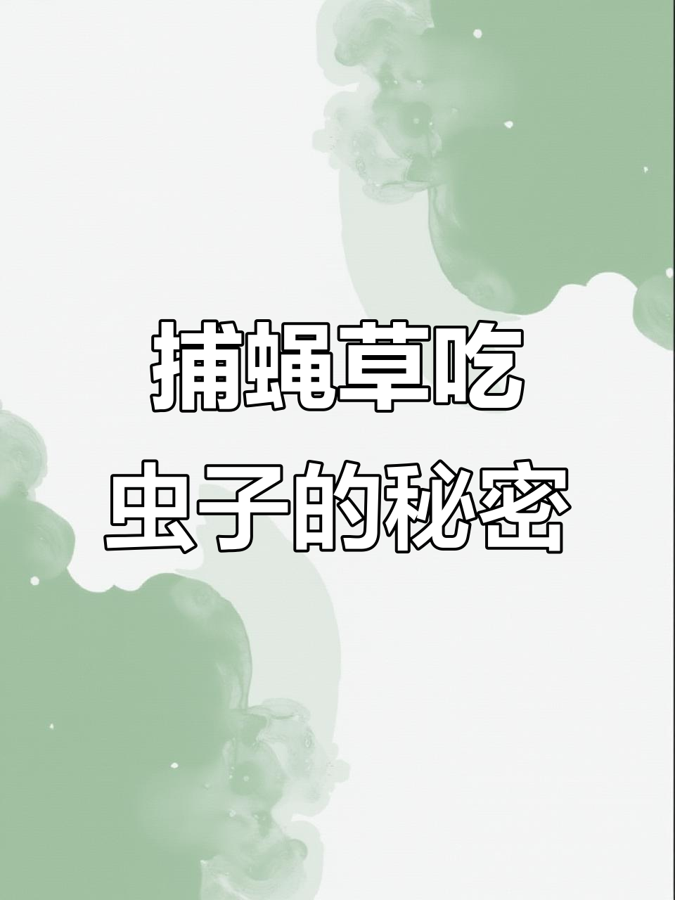 捕蝇草如何捕捉并消化虫子?一步步揭秘它的捕食过程
