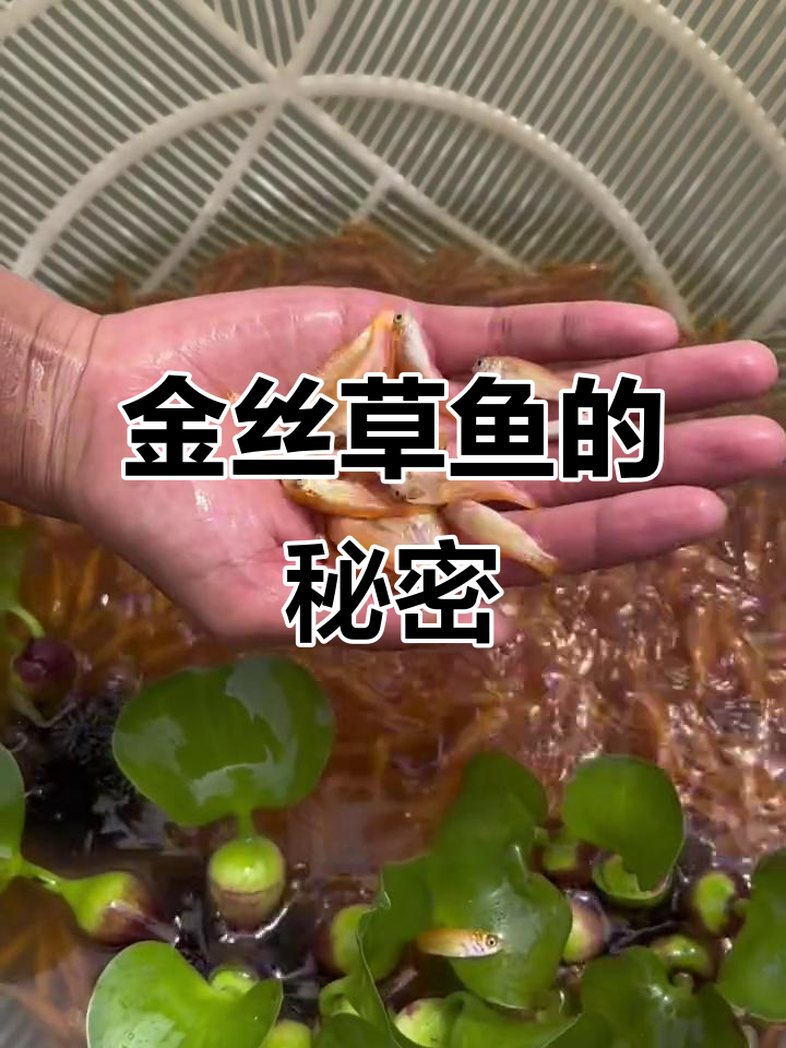 见过这种金丝草鱼吗?比普通草鱼更美味,最大能长到30斤