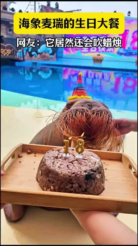 「当海象过生日学会吹蜡烛」近日,青岛极地海象麦瑞迎来它的18岁生日庆典,保育员细心地为麦瑞