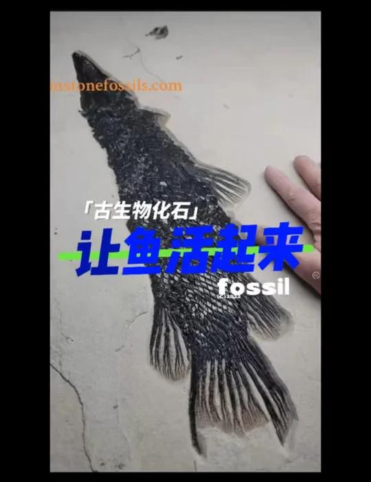 「化石」如何让一条鱼化石重获新生?