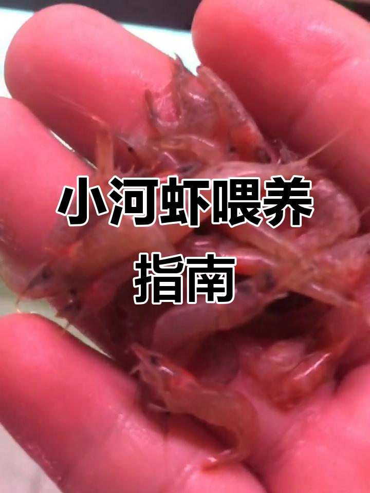 选新鲜小河虾,速冻保存,喂食方便又安全