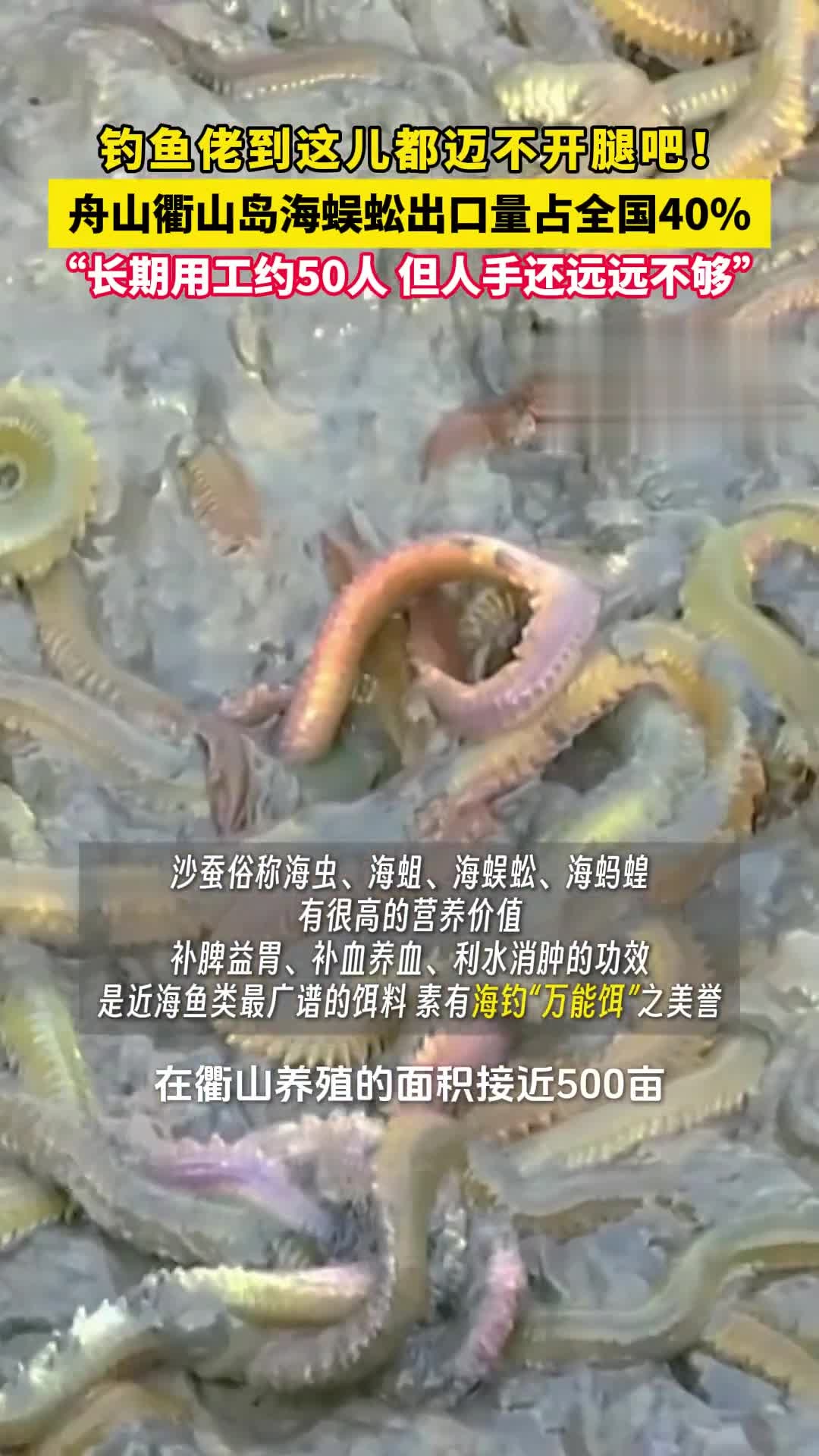 钓鱼佬到这儿都迈不开腿吧!舟山衢山岛海蜈蚣出口量占全国40%,“长期用工约50人,但人手还