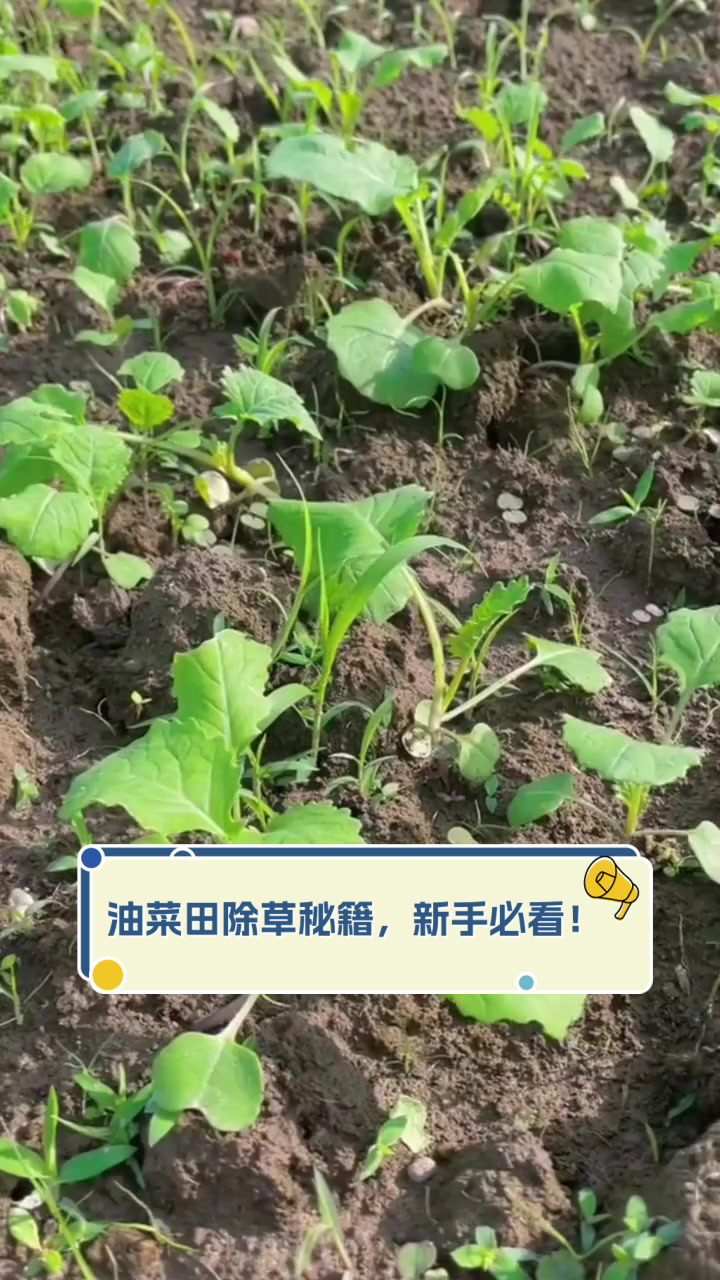 油菜田除草秘籍,新手必看!