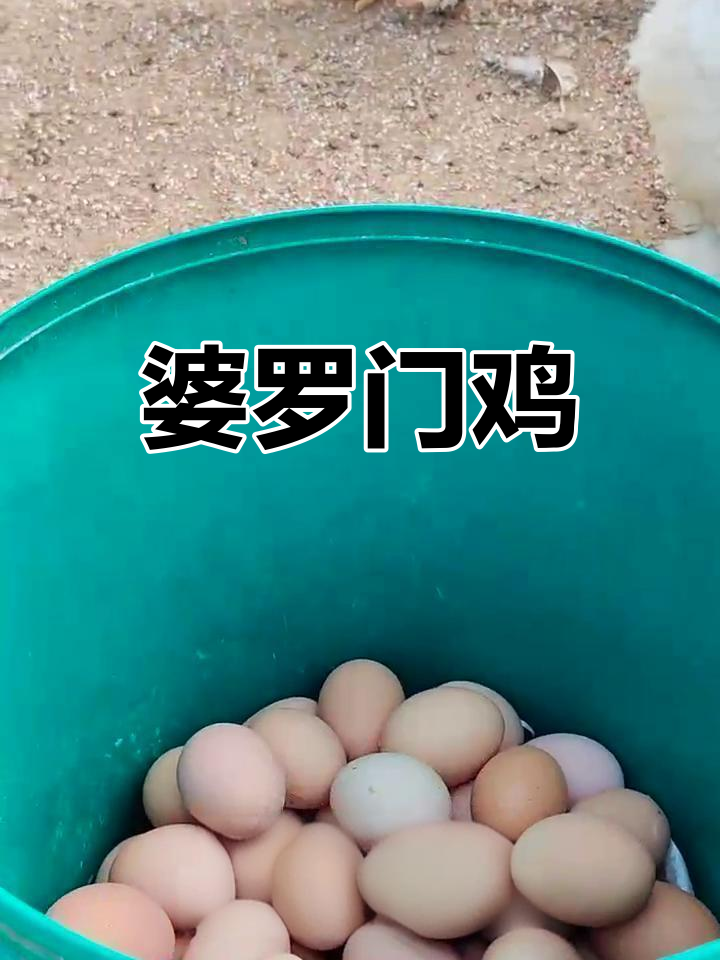 婆罗门鸡:巨型观赏与美味之选