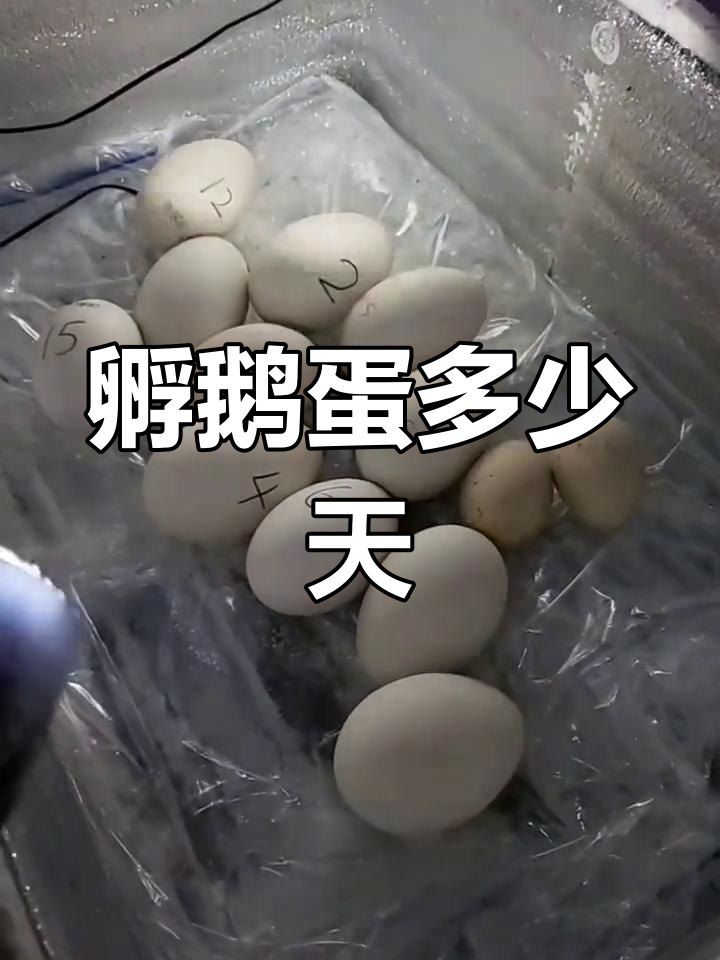 鹅蛋孵化照蛋技巧