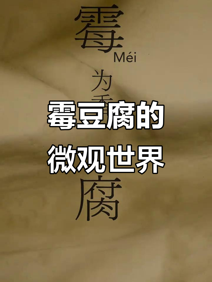 霉豆腐的东方魅力,显微镜下看发酵之美