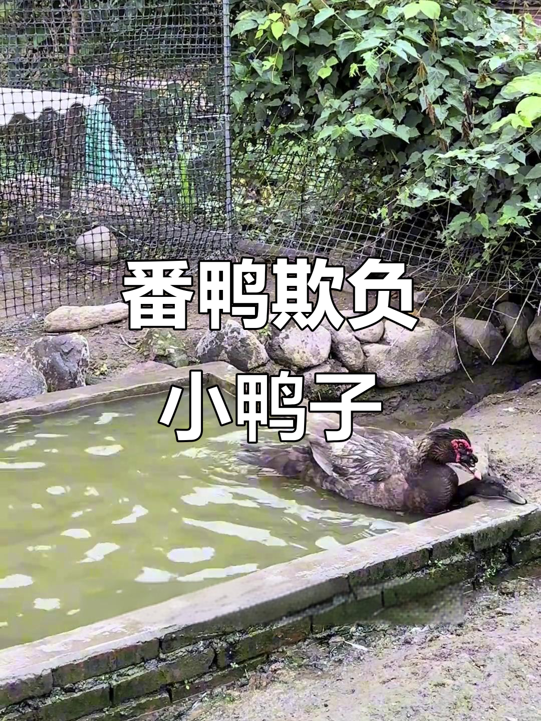 番鸭为何对小麻鸭下狠手?竟想淹死它!