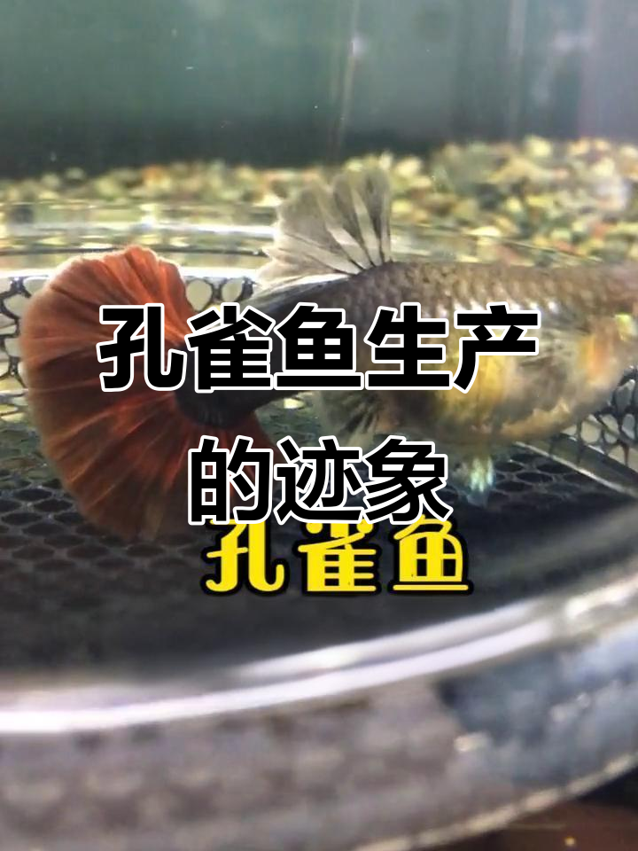 孔雀鱼生产全过程,小鱼眼睛清晰可见