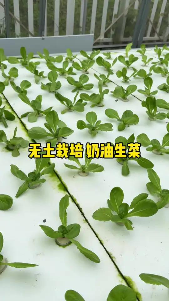 无土栽培奶油生菜,不用土也可以正常种!