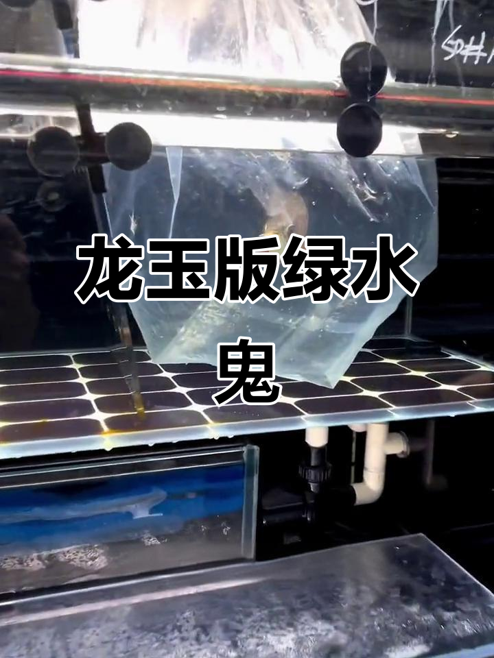 绿水鬼古典过背,翡翠般的龙鱼魅力
