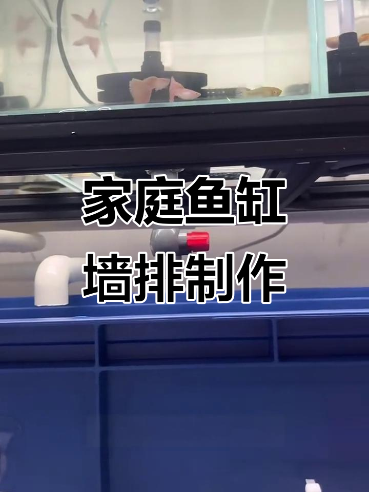 从零开始打造鱼缸墙排系统，避免漏水的小技巧