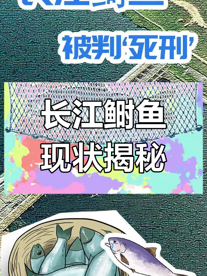 长江鲥鱼消失30年,是否已灭绝?
