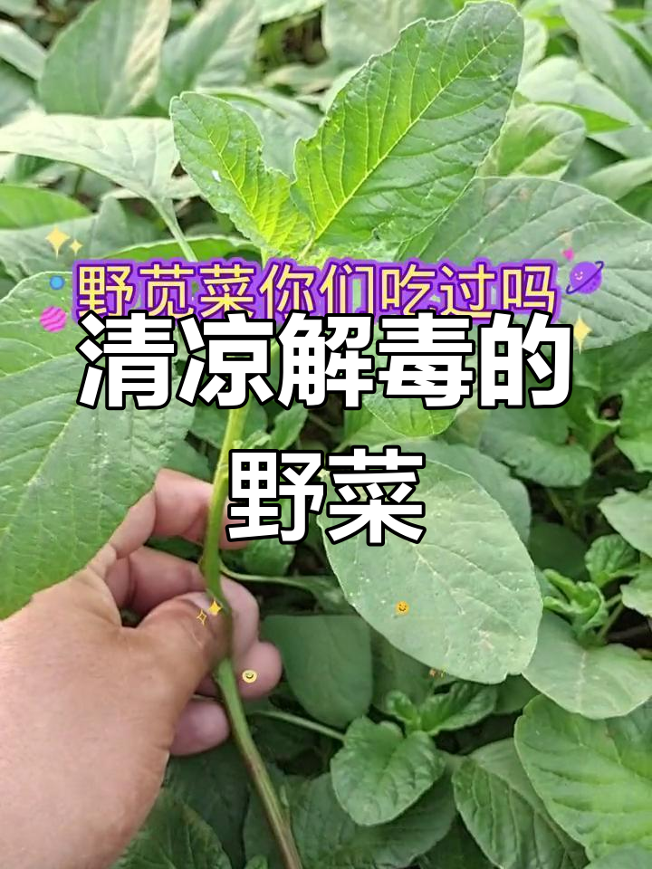 野苋菜的营养与药用价值