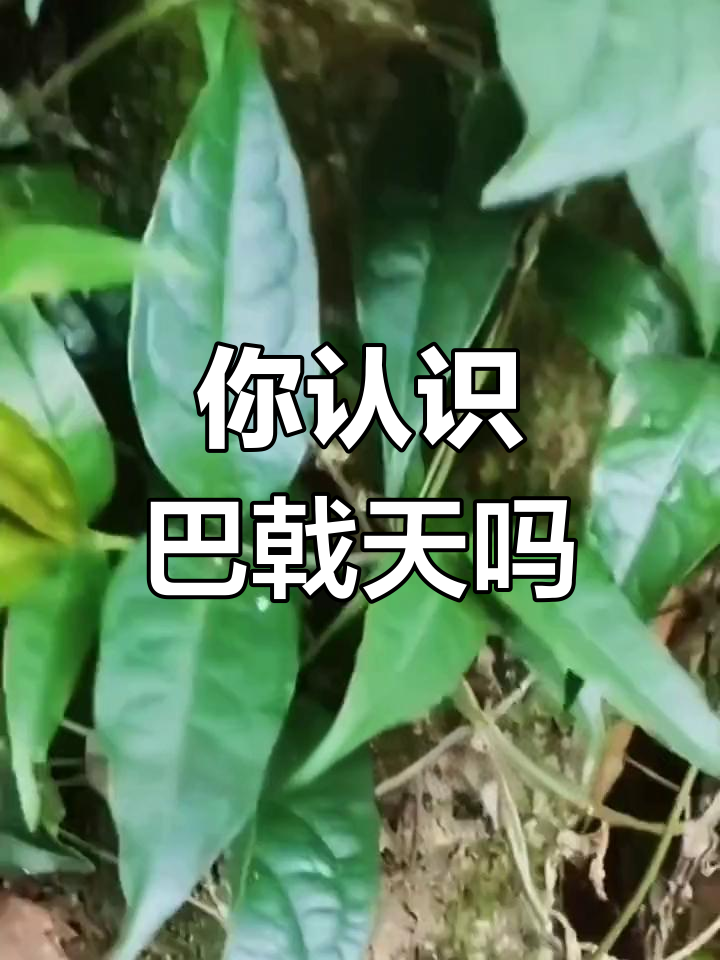 南方男人的加油站,你见过吗?这种植物竟然这么神奇