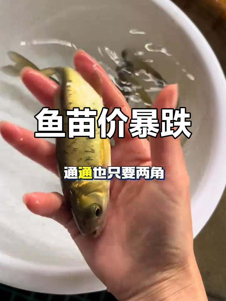 鱼苗价格一夜回到十年前,养殖户迎来新机遇