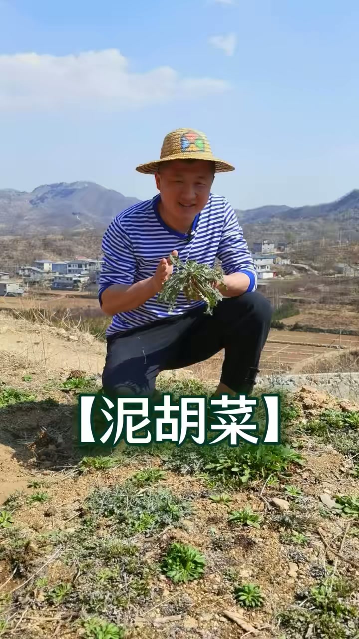 菊科“变色龙”泥胡菜,清明前后做汤鲜味直追河豚