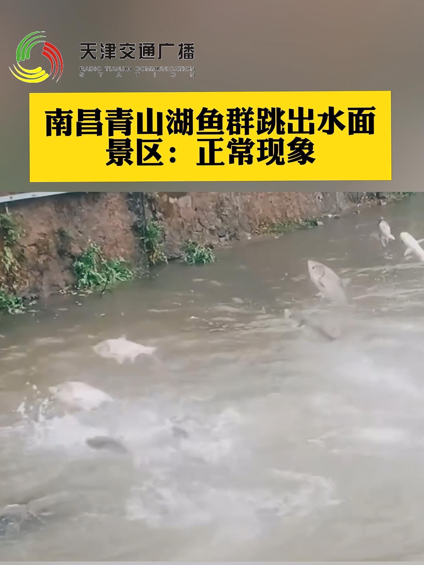 南昌青山湖鱼群跳出水面,景区:正常现象