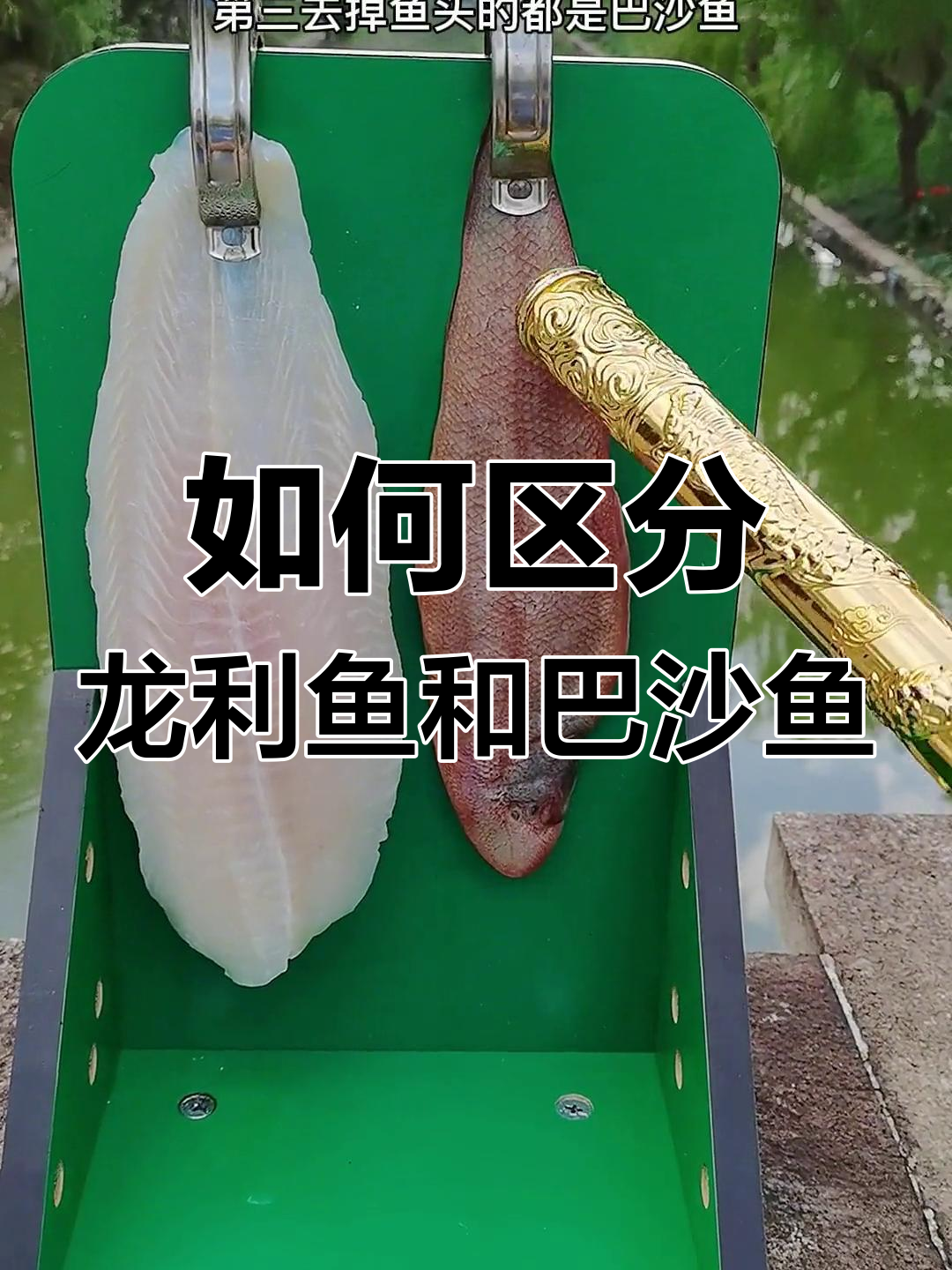 龙利鱼与巴沙鱼的差异揭秘,如何辨别真假?
