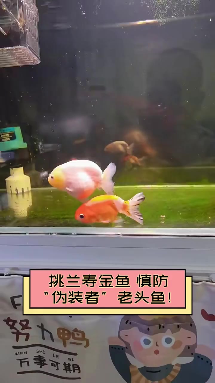 挑兰寿金鱼,慎防“伪装者”老头鱼!