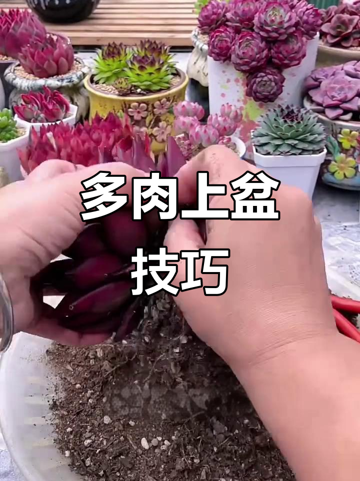 如何轻松上盆网购多肉,步骤全解析