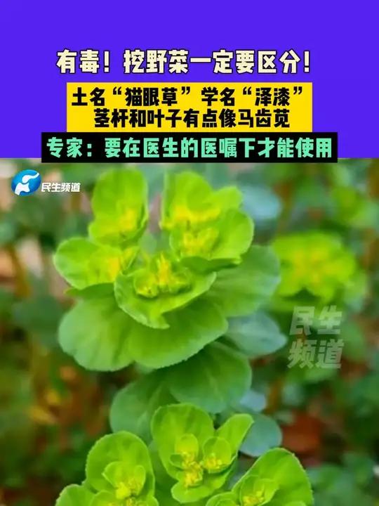 有毒!挖野菜一定要区分!土名“猫眼草” 学名“泽漆”,茎杆和叶子有点像马齿苋,专家:要在医