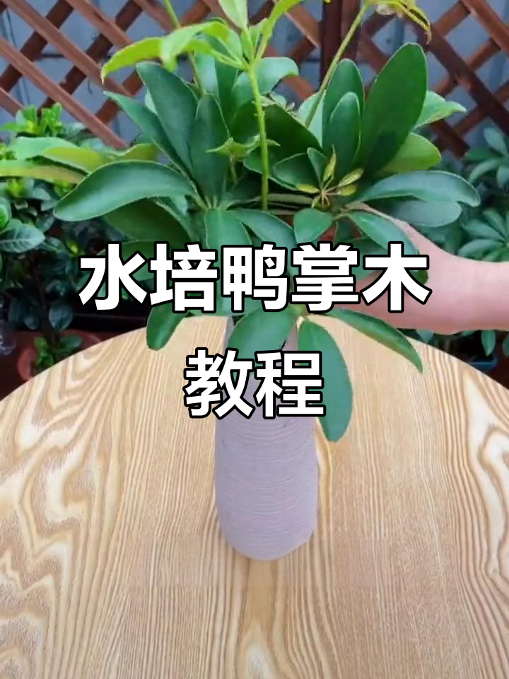 鸭掌木枝条水培技巧，快速生根超简单