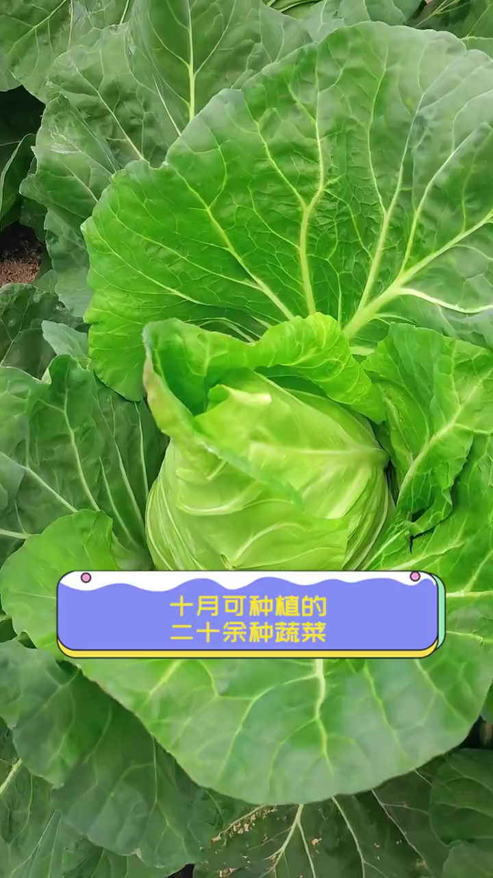 十月可种植的,二十余种蔬菜