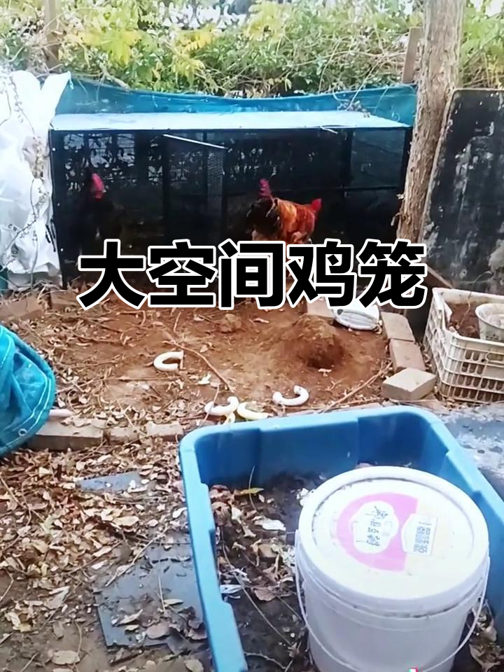 这款鸡笼空间大,防鼠防蛇,适合多种禽类养殖