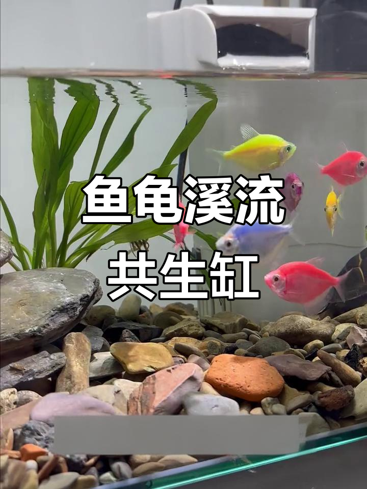鱼龟共养的溪流造景缸,自然与宠物的完美融合