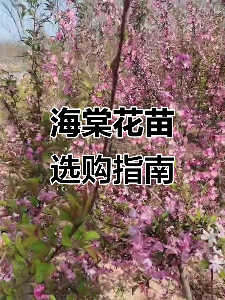 西湖海棠与垂丝海棠,庭院别墅必备花卉