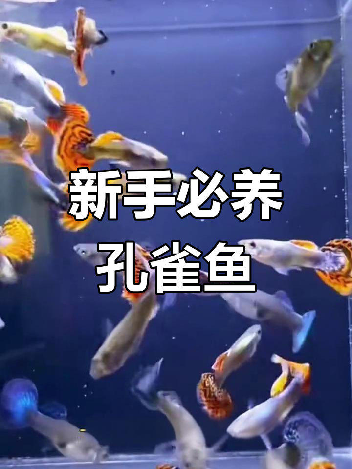 适合新手养殖的孔雀鱼,体型小、颜色亮丽,繁殖迅速