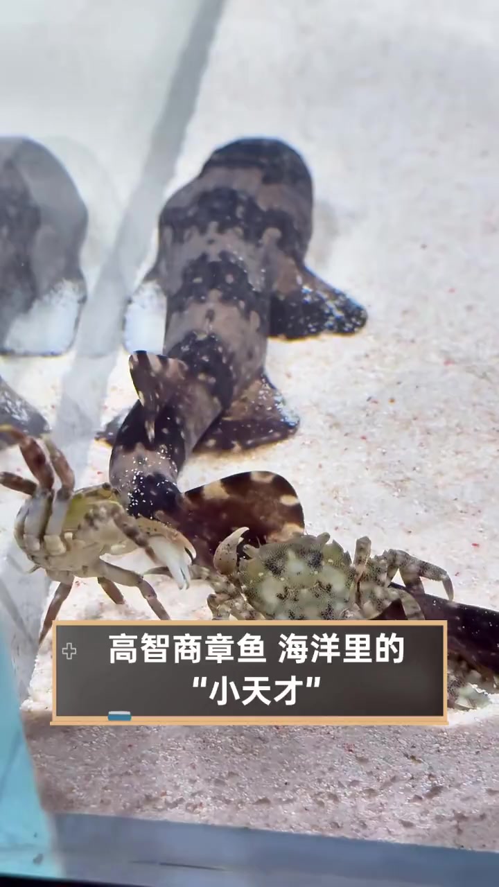 高智商章鱼,海洋里的“小天才”