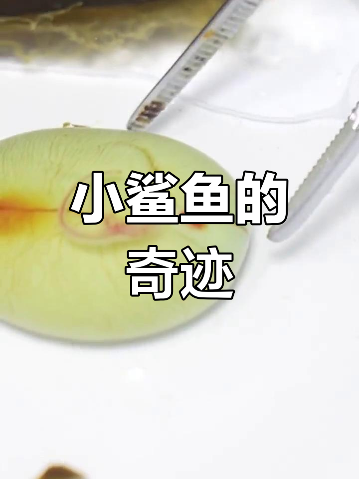 小鲨鱼背着“书包”，竟能独立生存！