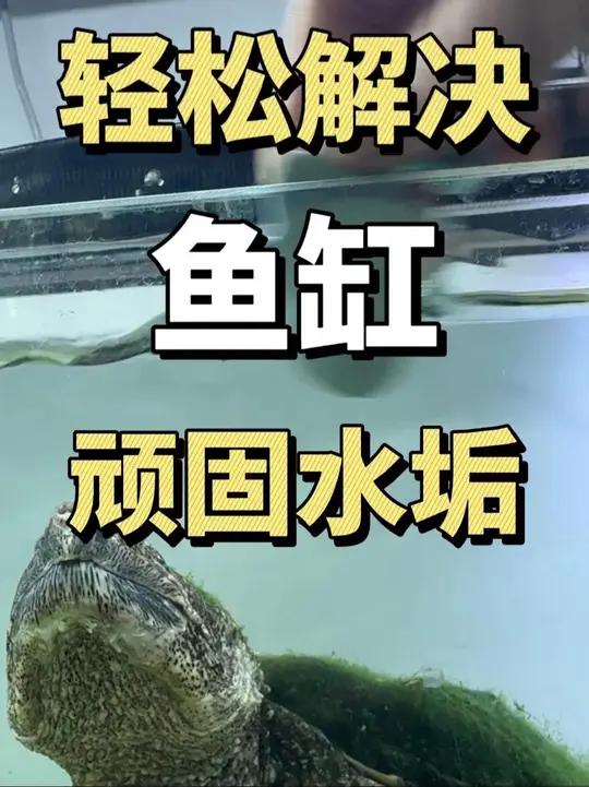 鱼缸顽固水垢终于有办法去除了!