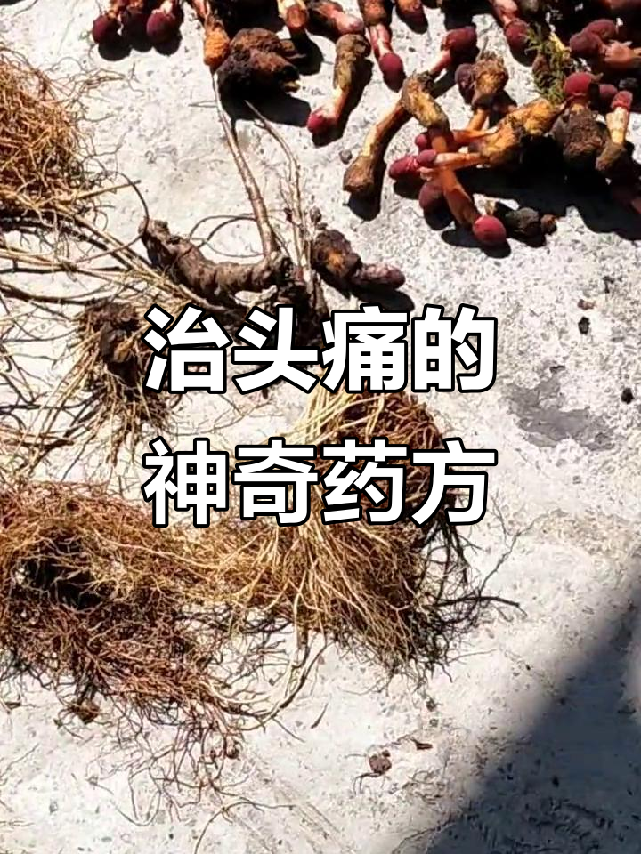 乌鸡头、贯众等药材，轻松治头痛头晕