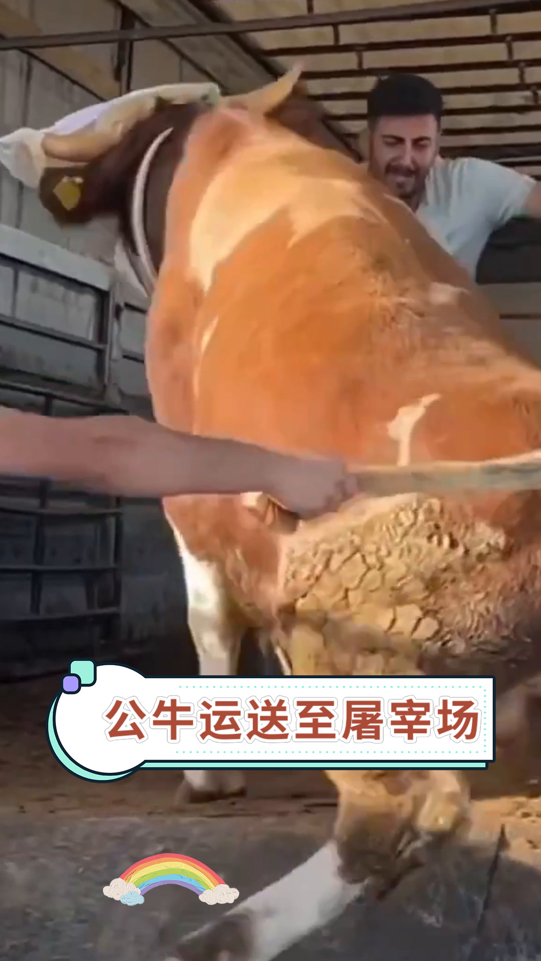 公牛运送至屠宰场