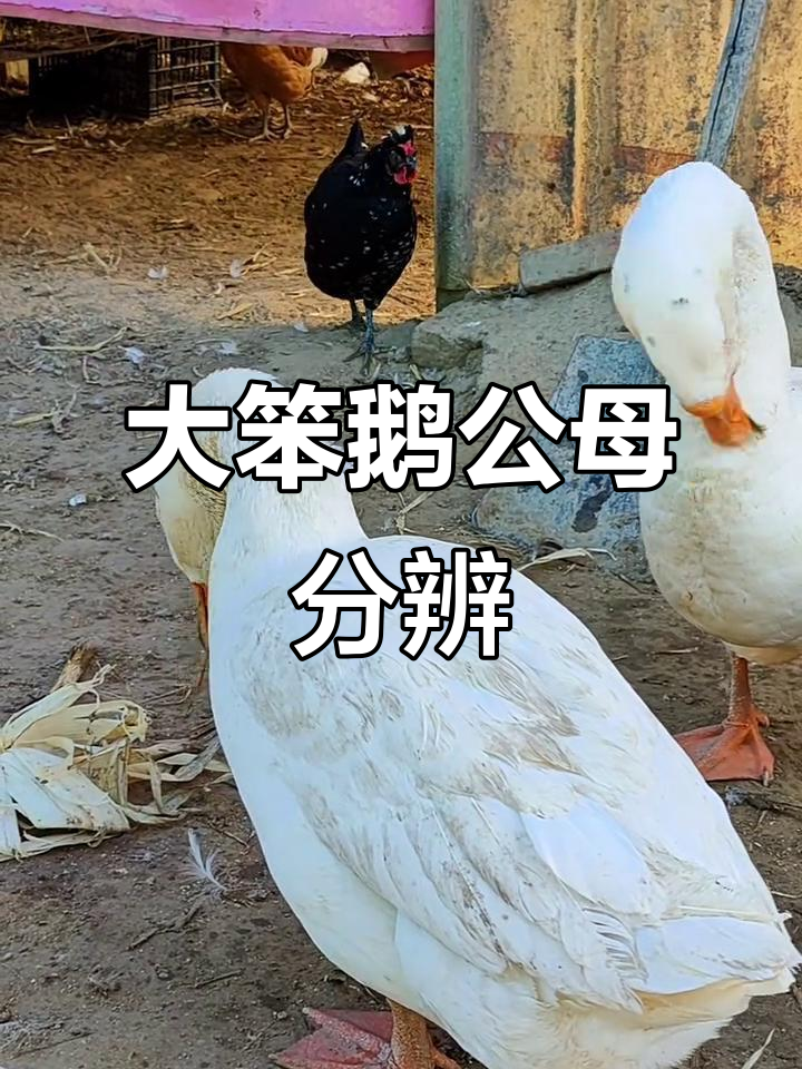 公母大鹅怎么分?一看就懂!