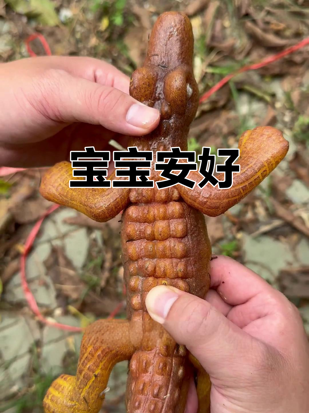 鳄鱼宝宝终于安全了,长大后得找个伴儿才行!
