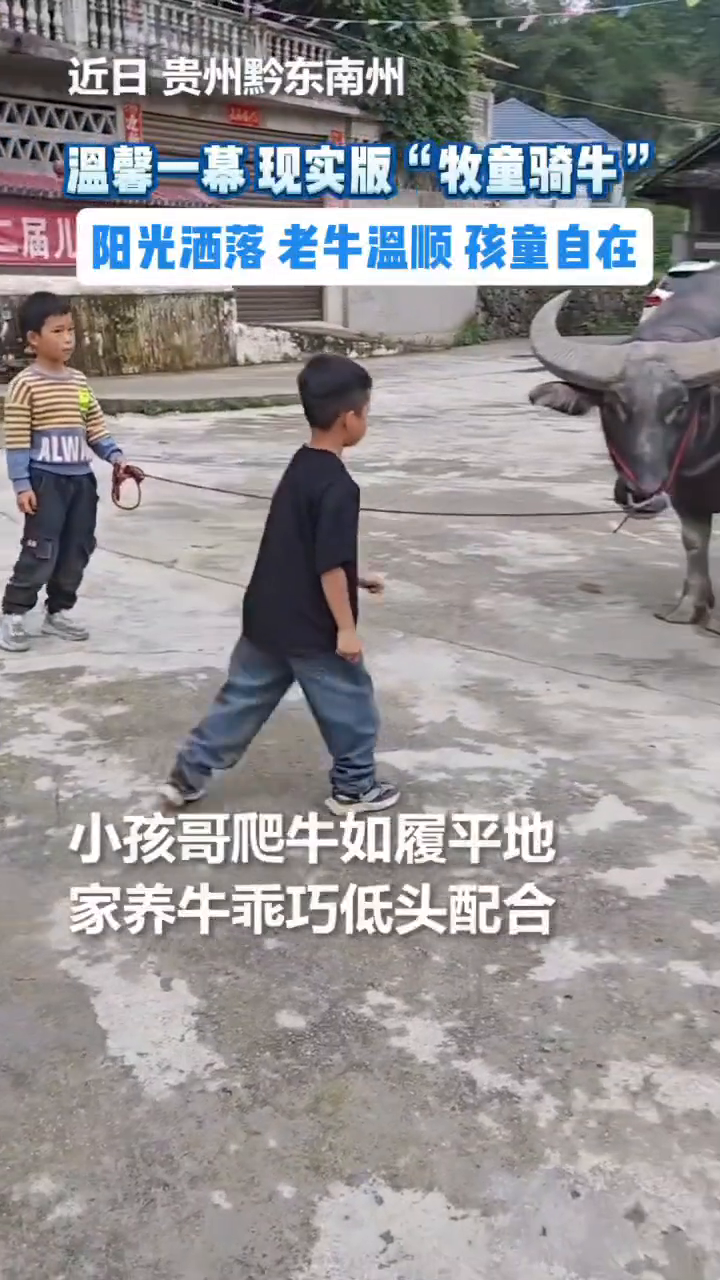 温馨一幕!现实版“牧童骑牛” 阳光洒落 老牛温顺孩童自在