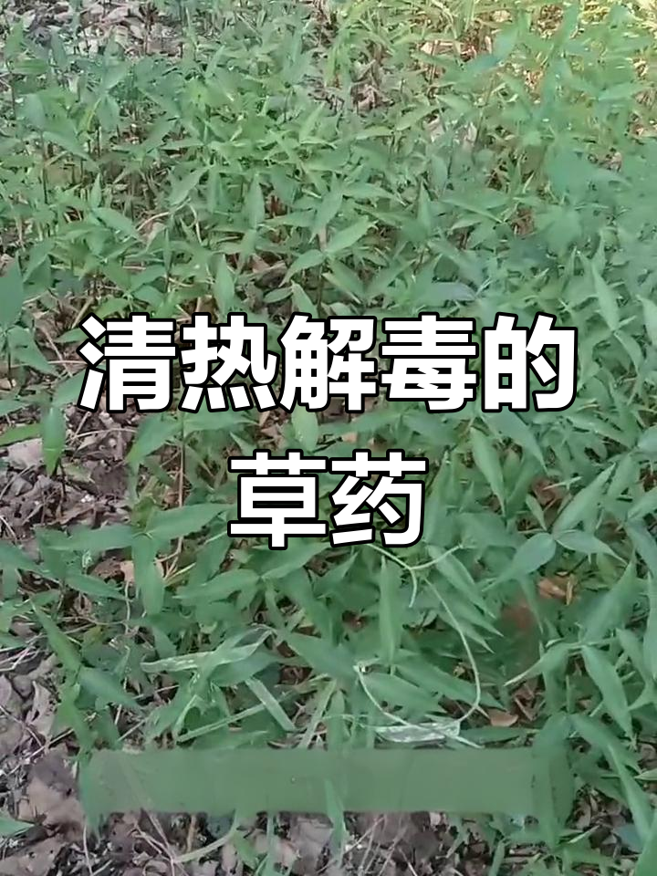 竹节菜的药用功效与采集方法
