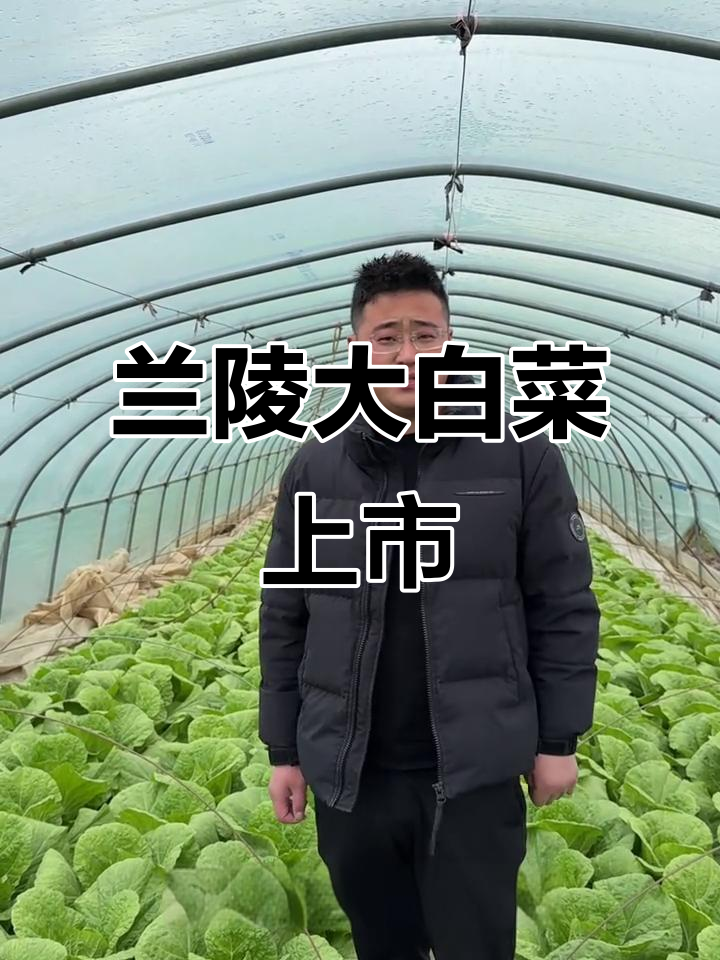山东兰陵大白菜新鲜上市,黄心品质早熟抢鲜