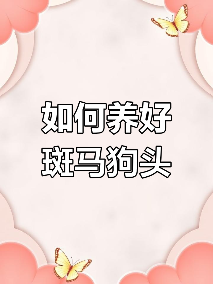 斑马狗头鱼饲养全攻略