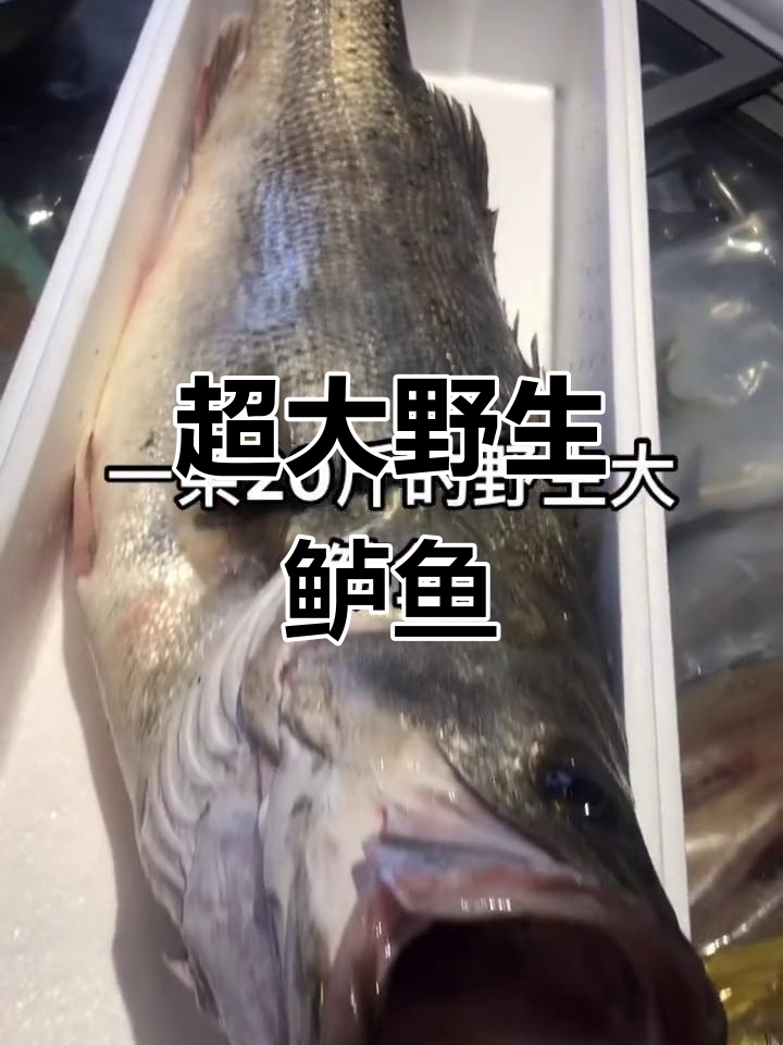 二十斤野生大鲈鱼,超乎想象的巨大体型