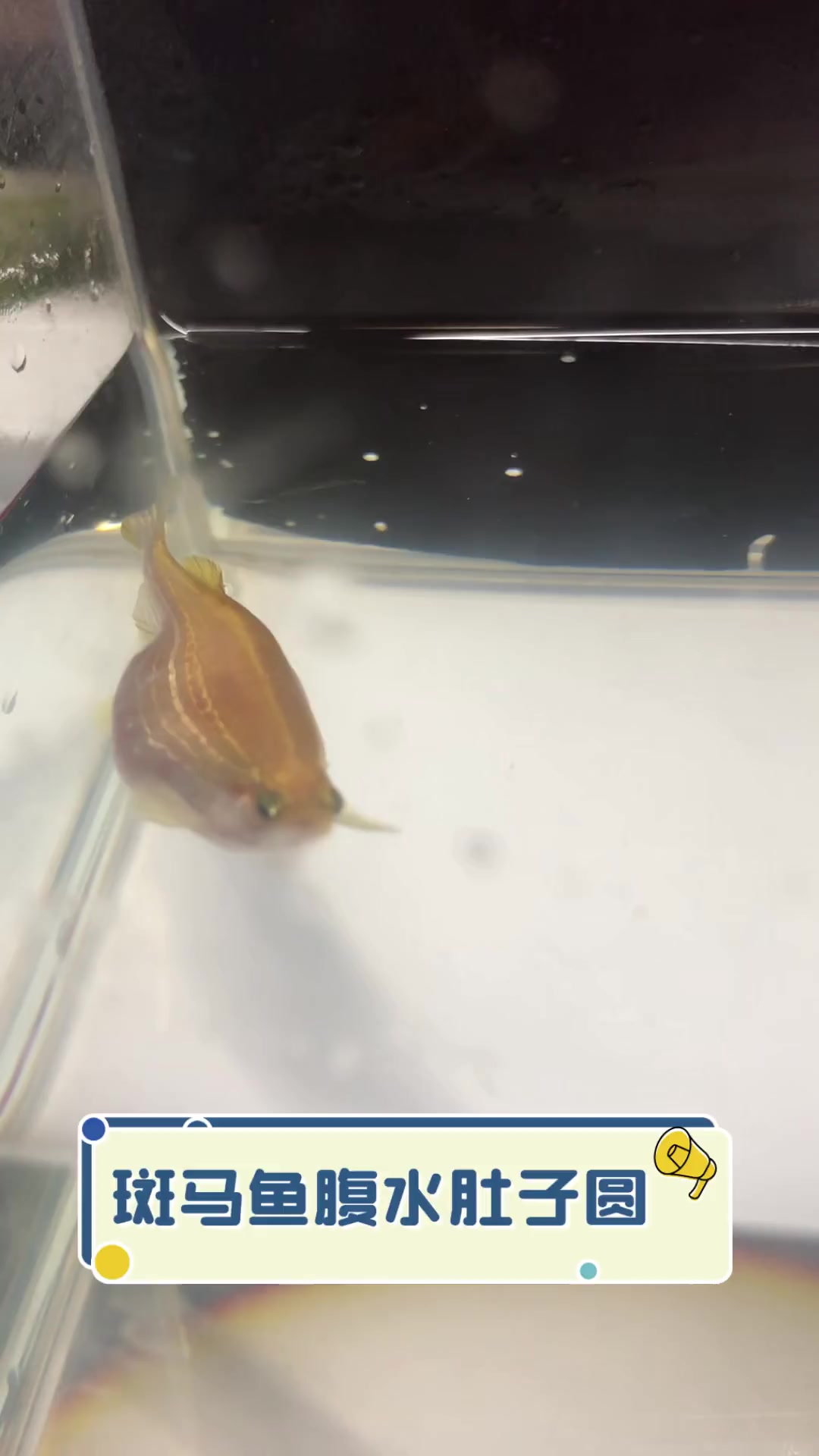 斑马鱼腹水肚子圆