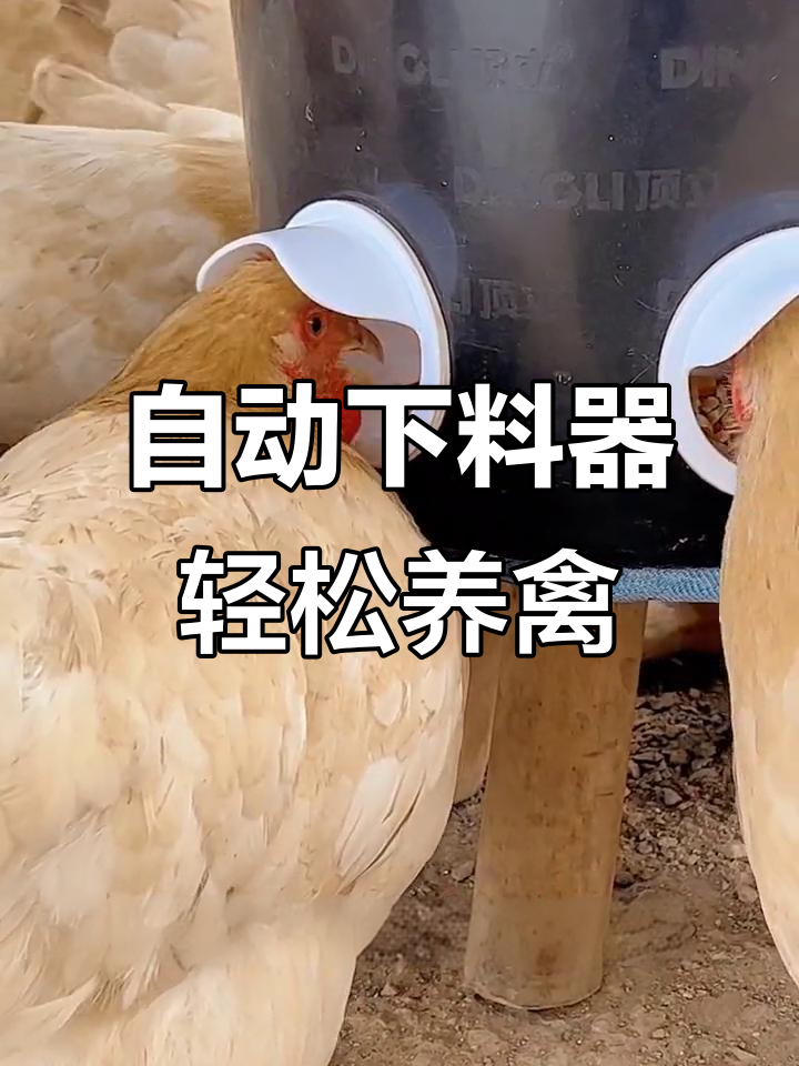 废桶变神器,自动喂食器让鸡鸭鹅无忧无虑